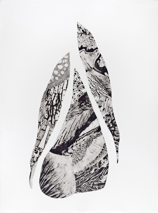 Morphogenic Series Morphogenic Series