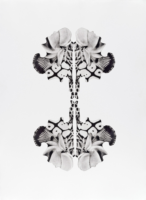 Morphogenic Series Morphogenic Series