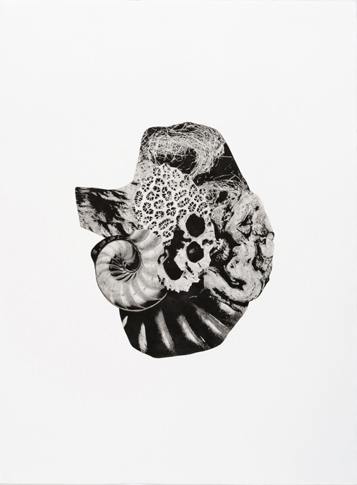 Morphogenic Series Morphogenic Series